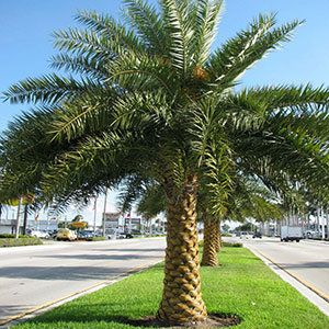 SILVER DATE PALM